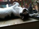 Entspannte Katze