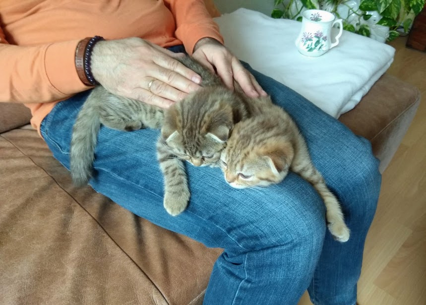 Meine Katzen beim Energie auftanken